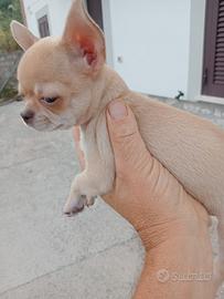 Cuccioli chihuahua
