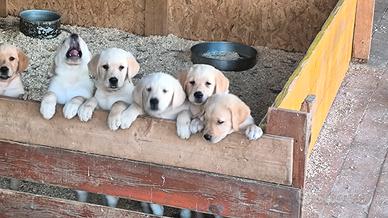 Labrador Retriever cuccioli maschi miele