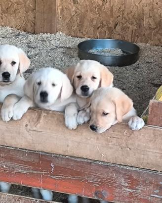 Labrador Retriever cuccioli maschi miele