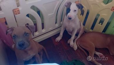 American Pitbull terrier Standart UKC 
