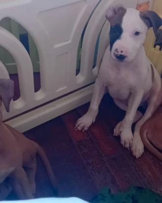 American Pitbull terrier Standart UKC 