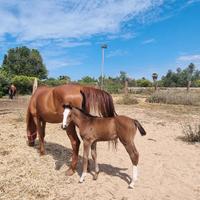 Fattrici e puledre Salto ostacoli