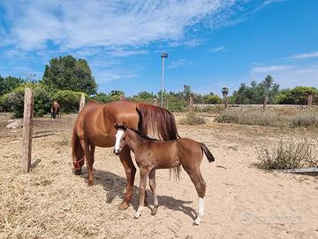 Fattrici e puledre Salto ostacoli