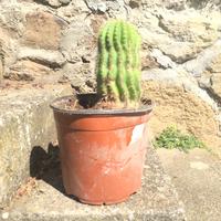 Cactus altezza 18 cm.