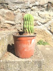 Cactus altezza 18 cm.