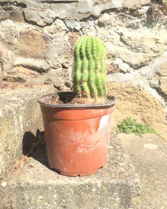Cactus altezza 18 cm.