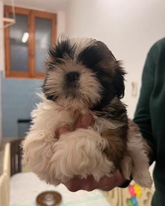 Cuccioli shih-tzu 60 giorni