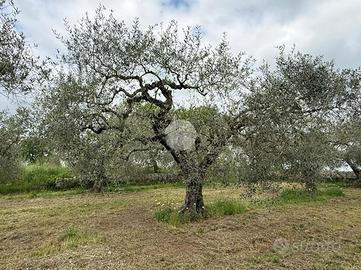 TER. AGRICOLO A CASTEL SANT'ELIA