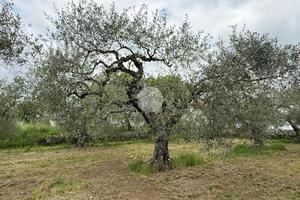 TER. AGRICOLO A CASTEL SANT'ELIA