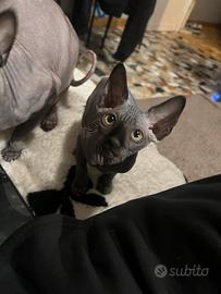 Gatto sphynx