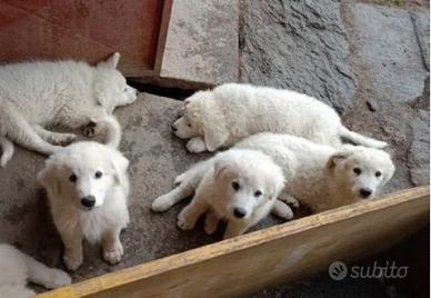 Pastore maremmano abruzzese