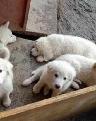 Pastore maremmano abruzzese