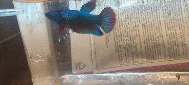 Betta