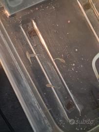 Guppy + platy