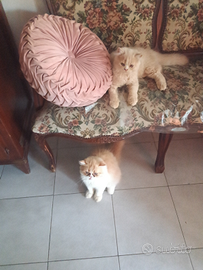 Gatti persiani
