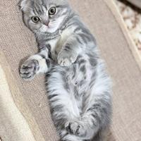 Gattina Scottish Fold