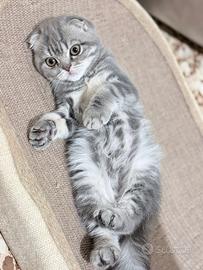 Gattina Scottish Fold