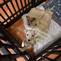 Cuccioli Jak Russel terrier pelli corti
