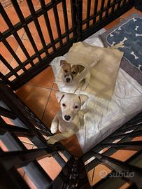 Cuccioli Jak Russel terrier pelli corti