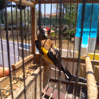 Cardellino