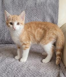 Gattino rosso maschio