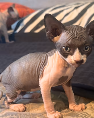 Sphynx cuccioli