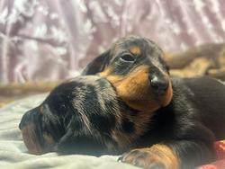 Open day - cuccioli bassotto in FERRARA