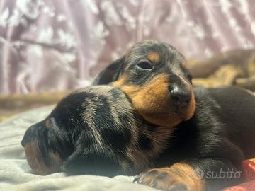 Open day - cuccioli bassotto in FERRARA