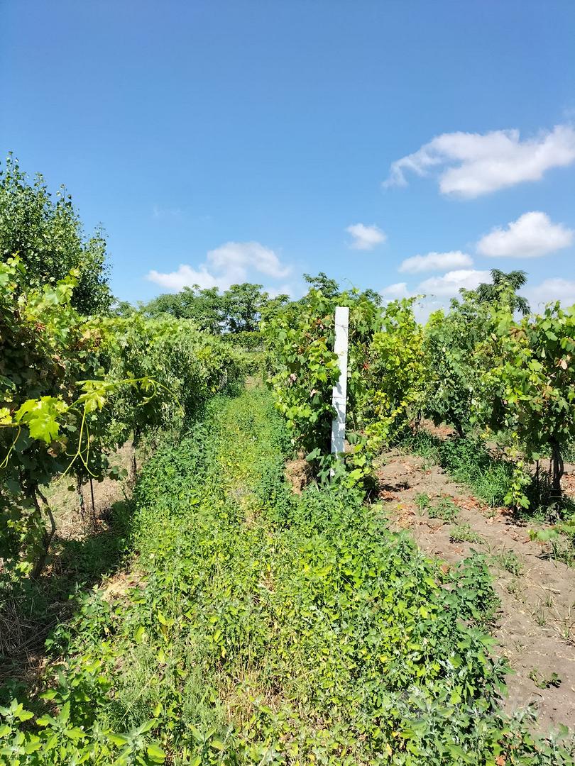 Terreno agricolo con Vigneto in piena produzione - Vista 3