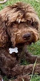 Cuccioli di Lagotto Romagnolo