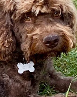 Cuccioli di Lagotto Romagnolo