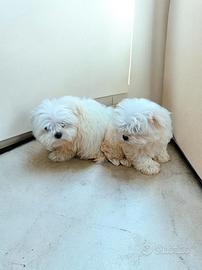 Maltese