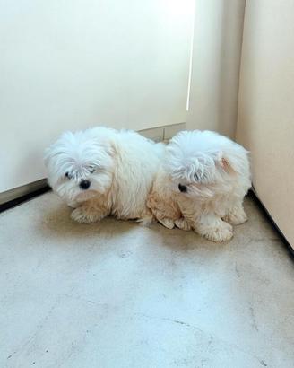 Maltese