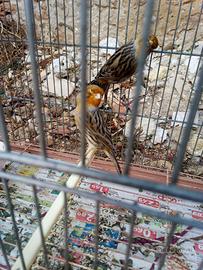Cardellino