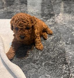 cuccioli barboncino mini red