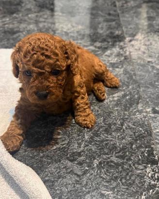 cuccioli barboncino mini red