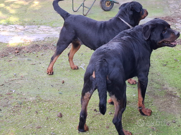 Coppia di Rottweiler