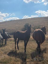 Cavalli di pura razza sanfratellana