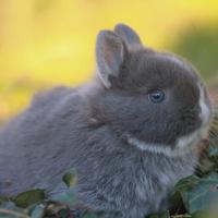 Cuccioli conigli nani colorati blu