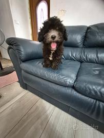 Barboncino silver senza pedigree