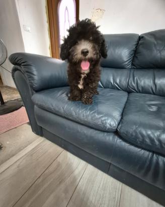 Barboncino silver senza pedigree