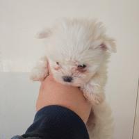 Maltese coreano mini Toy
