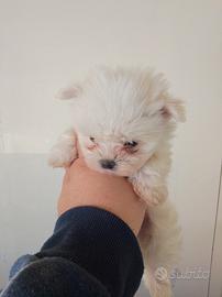 Maltese coreano mini Toy