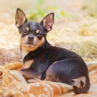 Chihuahua maschio 3 anni