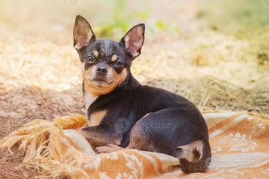 Chihuahua maschio 3 anni