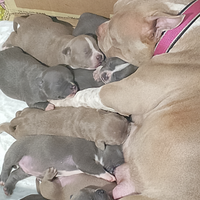 American bully pocket