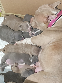 American bully pocket