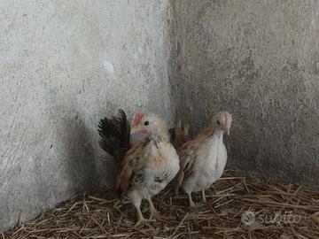 Galline Serama Malesi