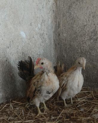 Galline Serama Malesi