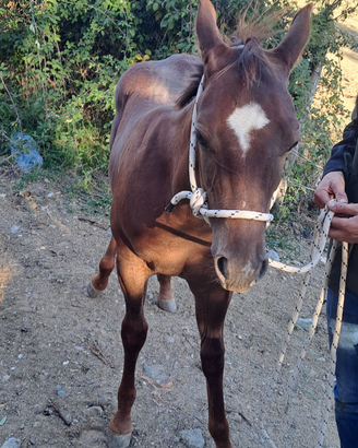 Puledro/a quarter